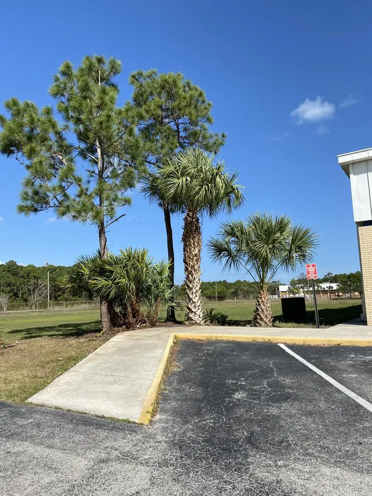 After: parking-lot palms and pine in a commercial landscape bed