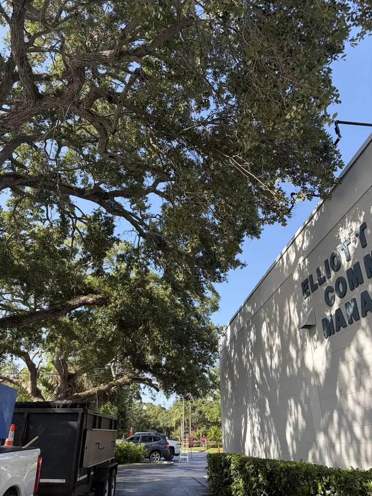 Before: large oak limbs hanging over a commercial building