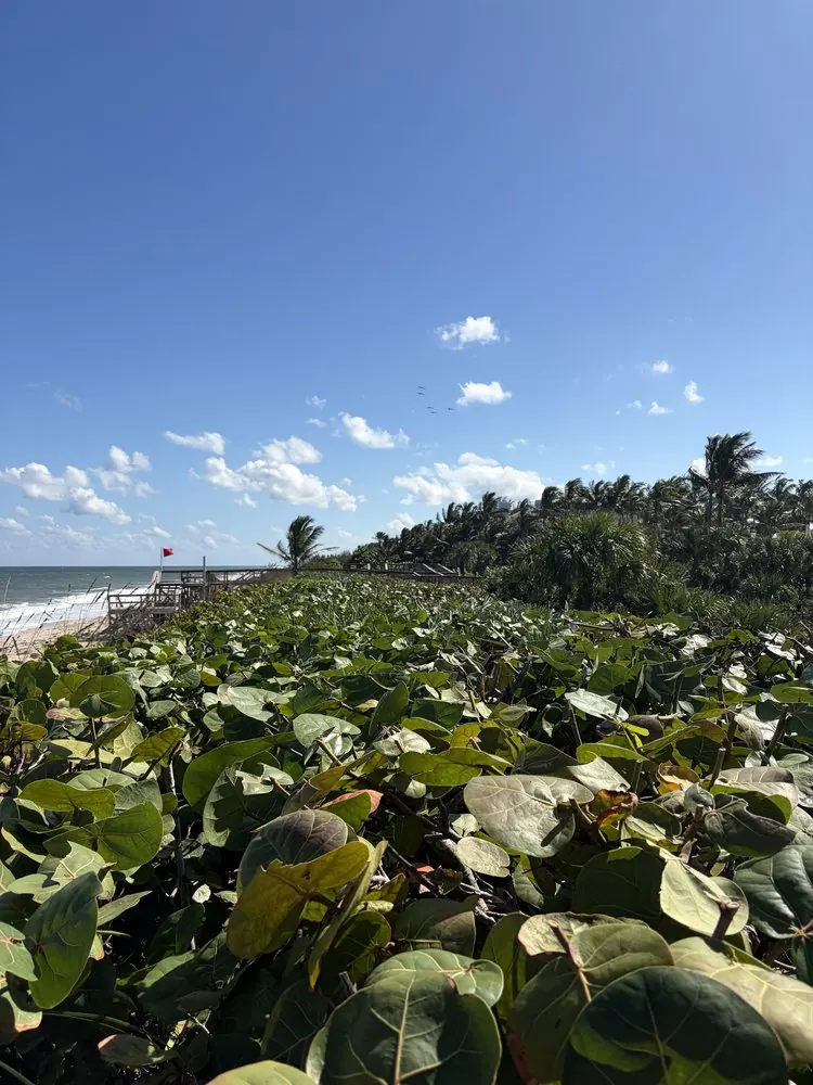 After: trimmed sea grape hedge with the beach in view