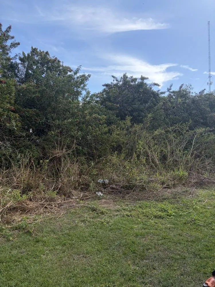 Before: dense brush wall before land clearing