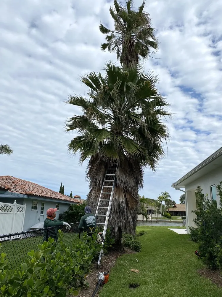 Before: tall waterfront palm with a thick skirt of dead fronds