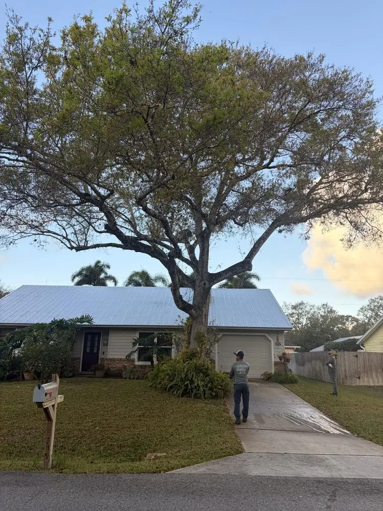 Before: large tree overhanging a house roof