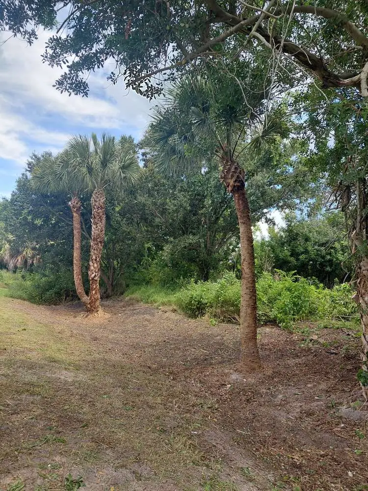 After: cleared ground and trimmed sabal palms
