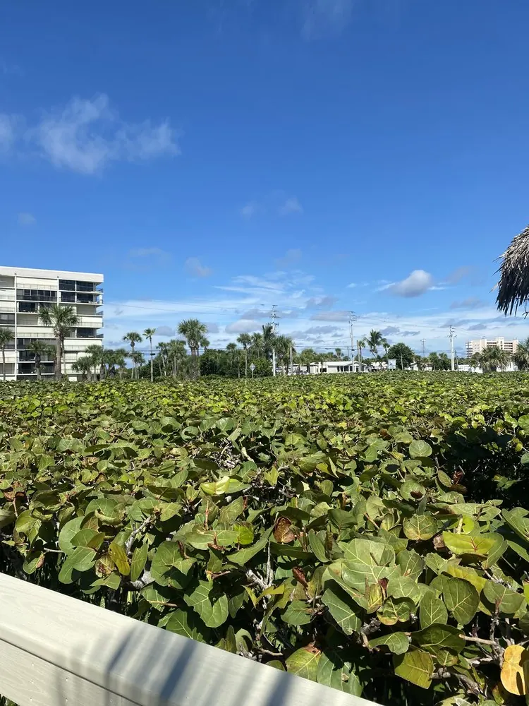 After: sea grape hedge in front of a condominium