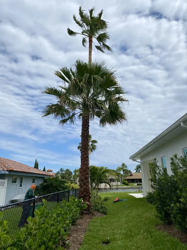 After: waterfront palm after the crew finished the trim