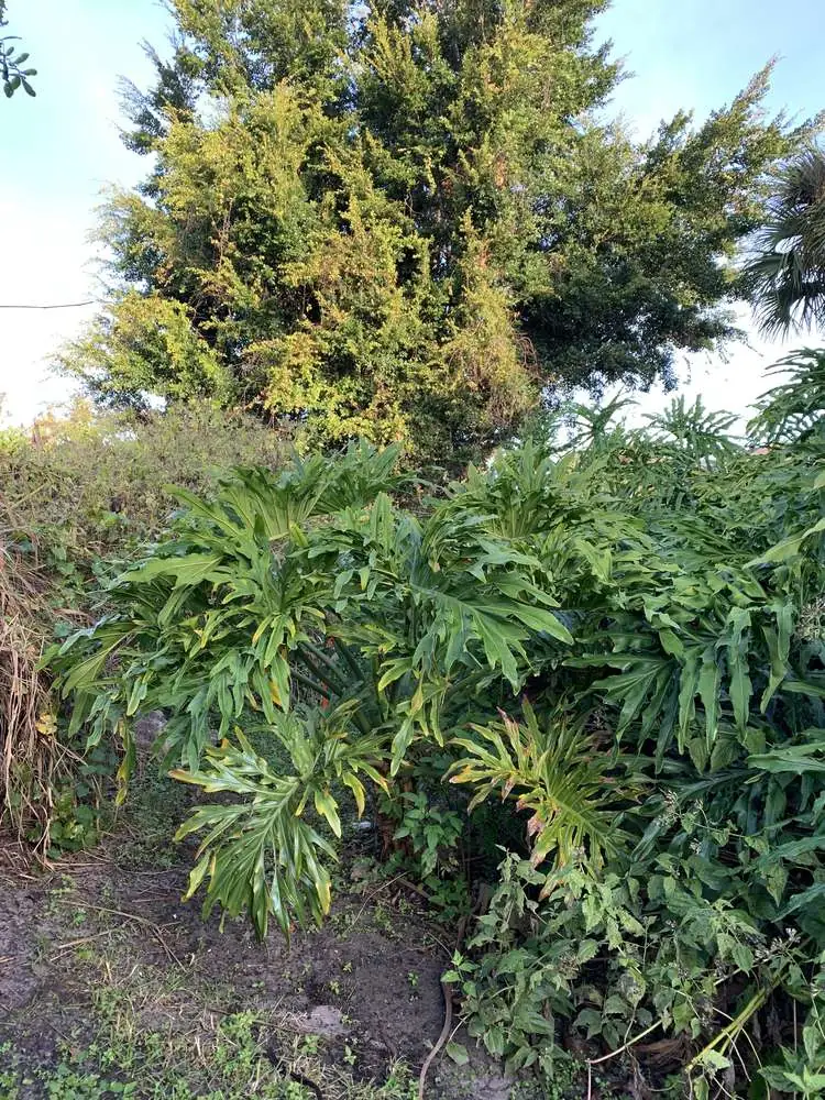 Before: overgrown garden plants and dense canopy