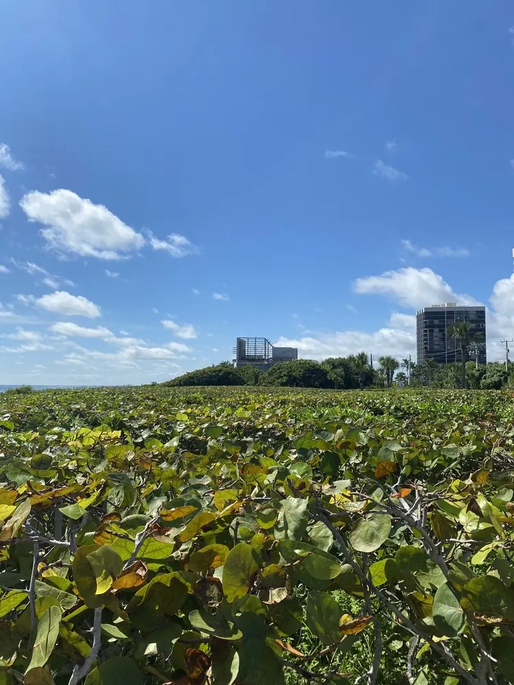 After: sea grape hedge trimmed toward the beach