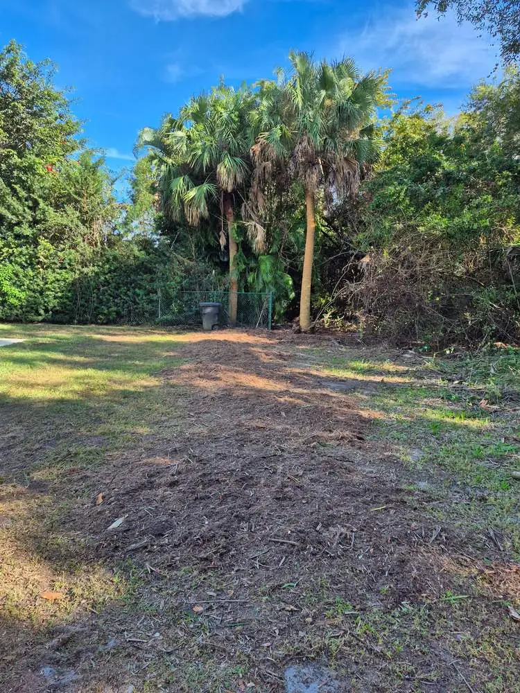 After: cleared path with mulch and remaining palms
