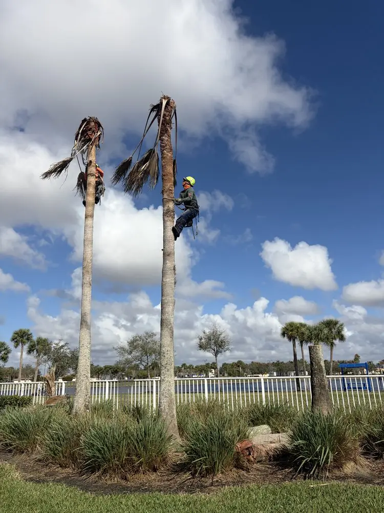 Before: climbers taking down tall palms beside a pond
