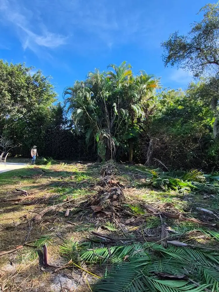 During: cut palms and debris around the patio