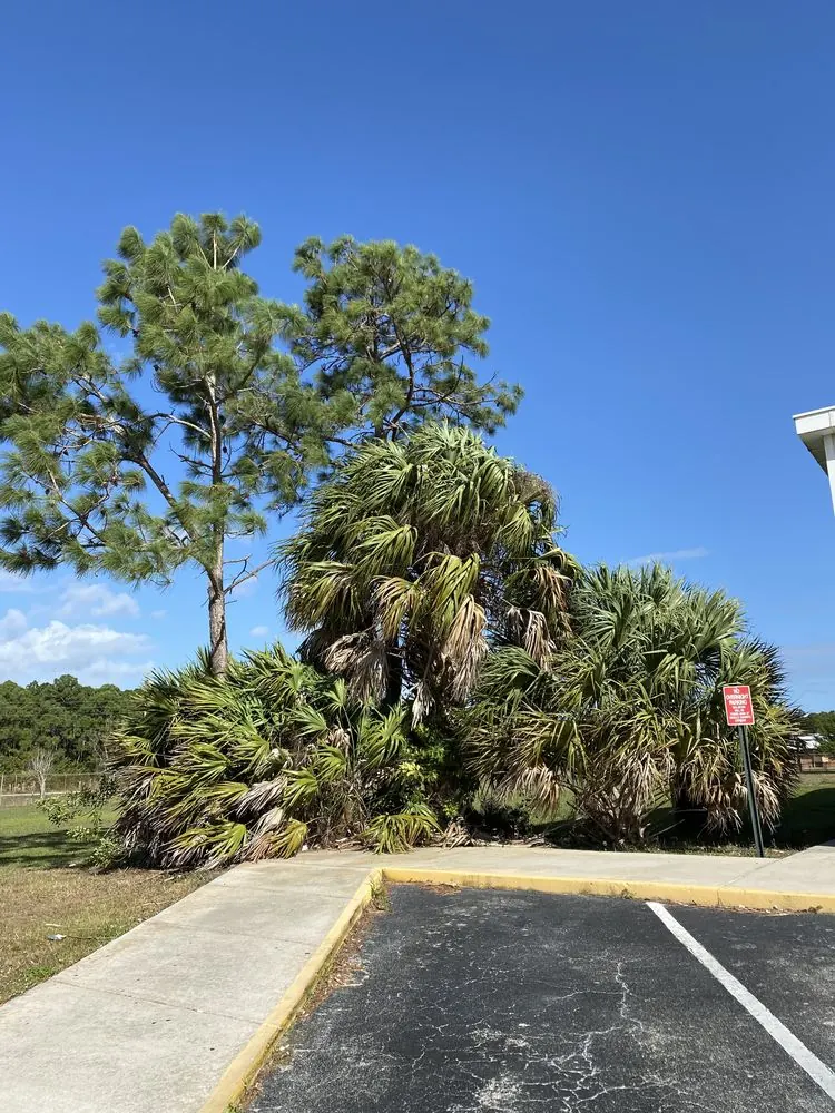 Before: overgrown parking-lot palms with hanging dead fronds