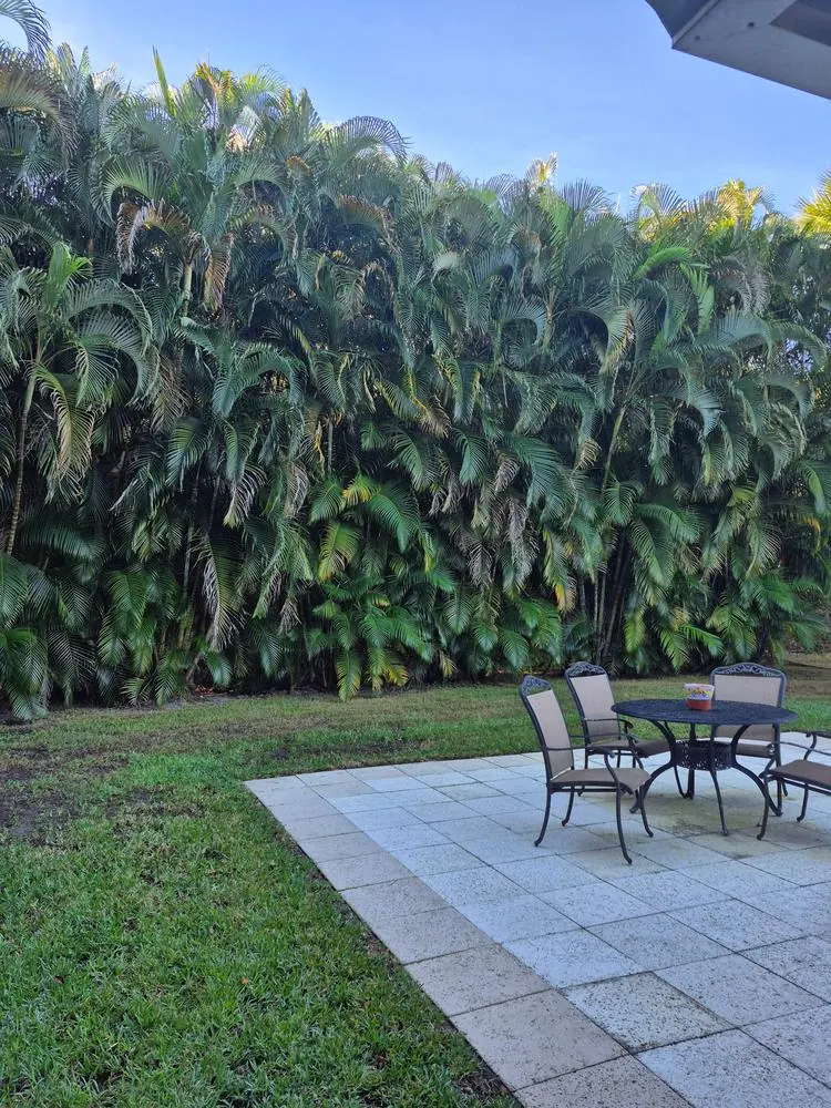 Before: dense palms crowding a patio