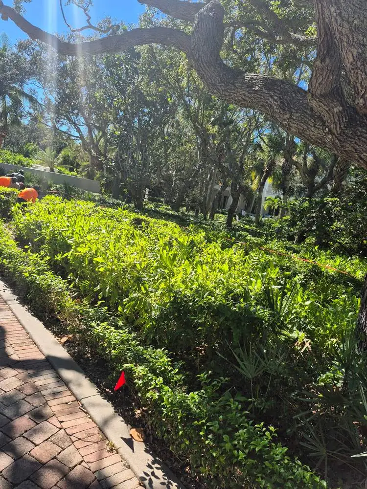 During: crew clearing vegetation beside a brick walkway