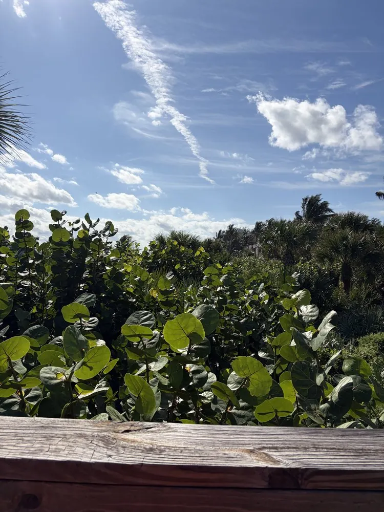 Before: overgrown sea grapes blocking the view from a wooden railing