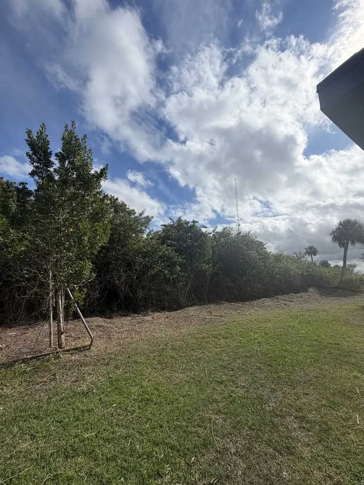 After: cleared property edge with a mulch strip along the tree line