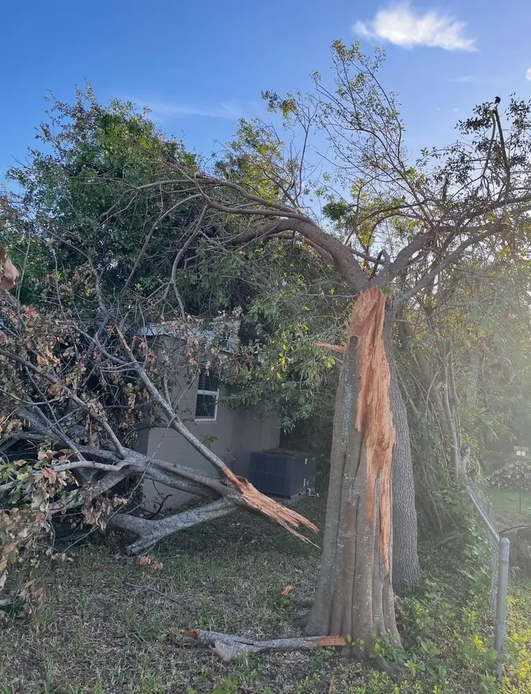 Before: split tree leaning toward a structure and air conditioner