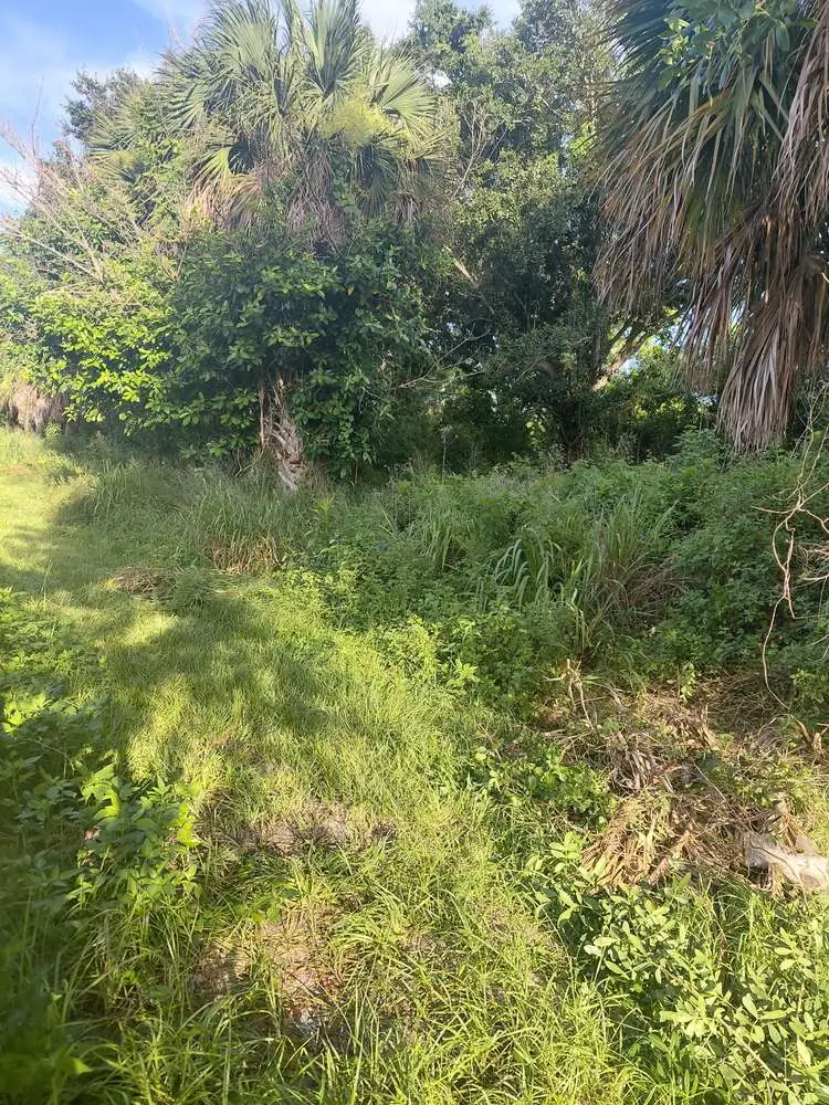 Before: overgrown lot with tall grass, brush, and untrimmed palms
