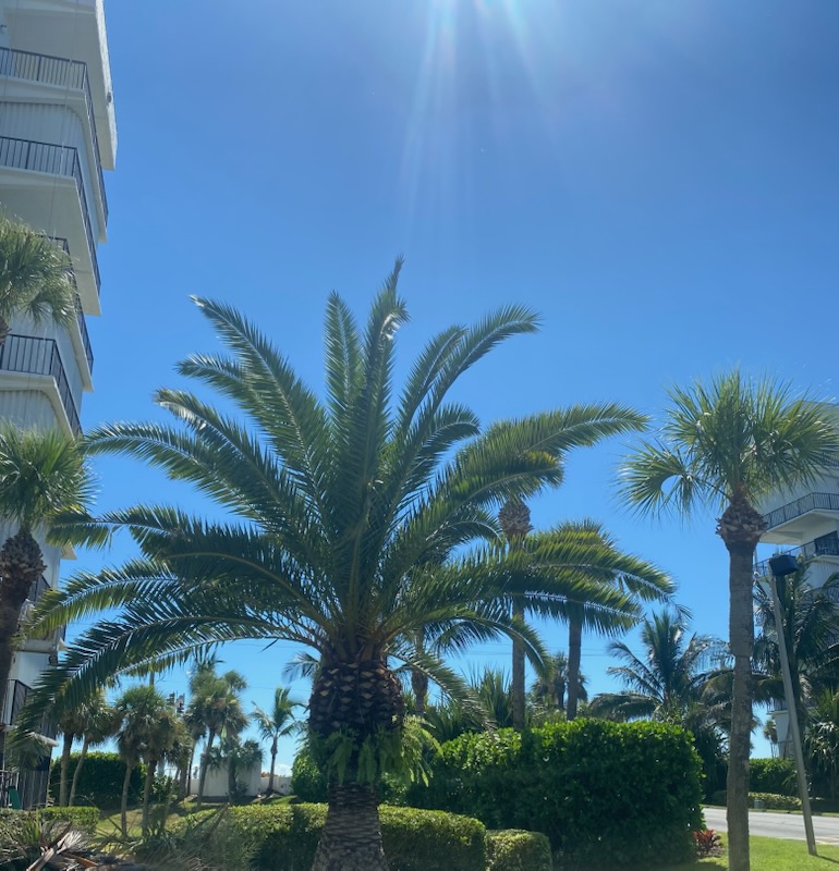 Trimmed palm tree in front of a condominium after Four Brothers palm tree service