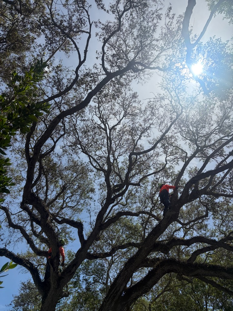 Four Brothers climbers trimming a large oak from the canopy