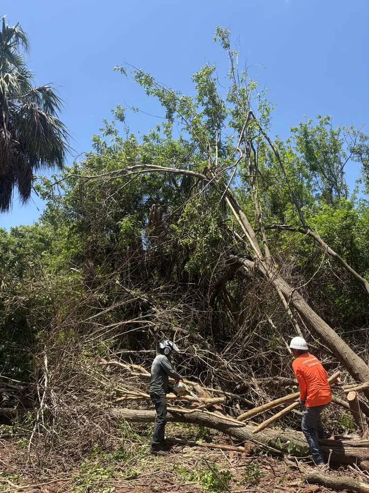 Four Brothers crew cutting and clearing a large pile of fallen tree debris