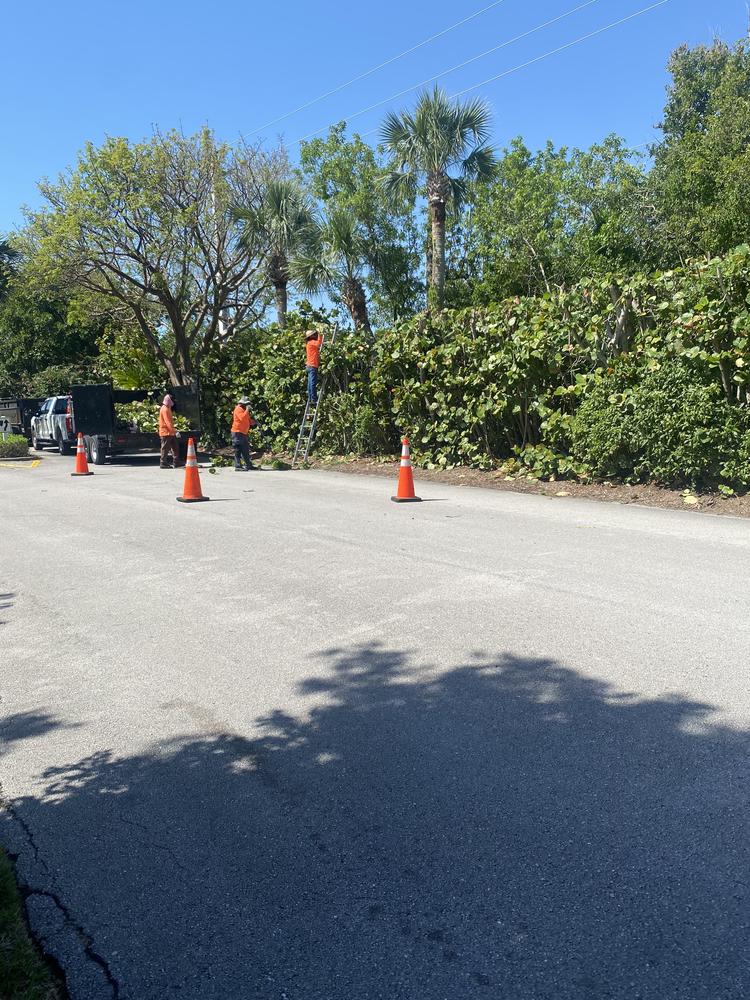 Four Brothers crew trimming a tall sea grape hedge from a ladder beside a work trailer and traffic cones