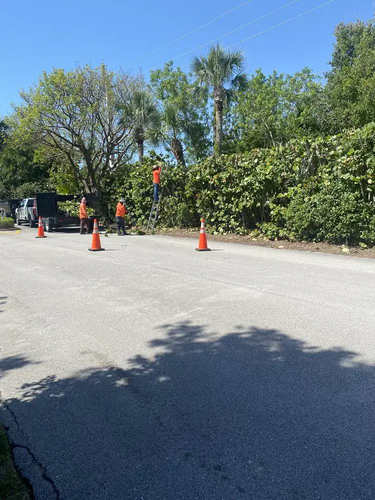 Four Brothers crew trimming a tall sea grape hedge from a ladder beside a work trailer and traffic cones