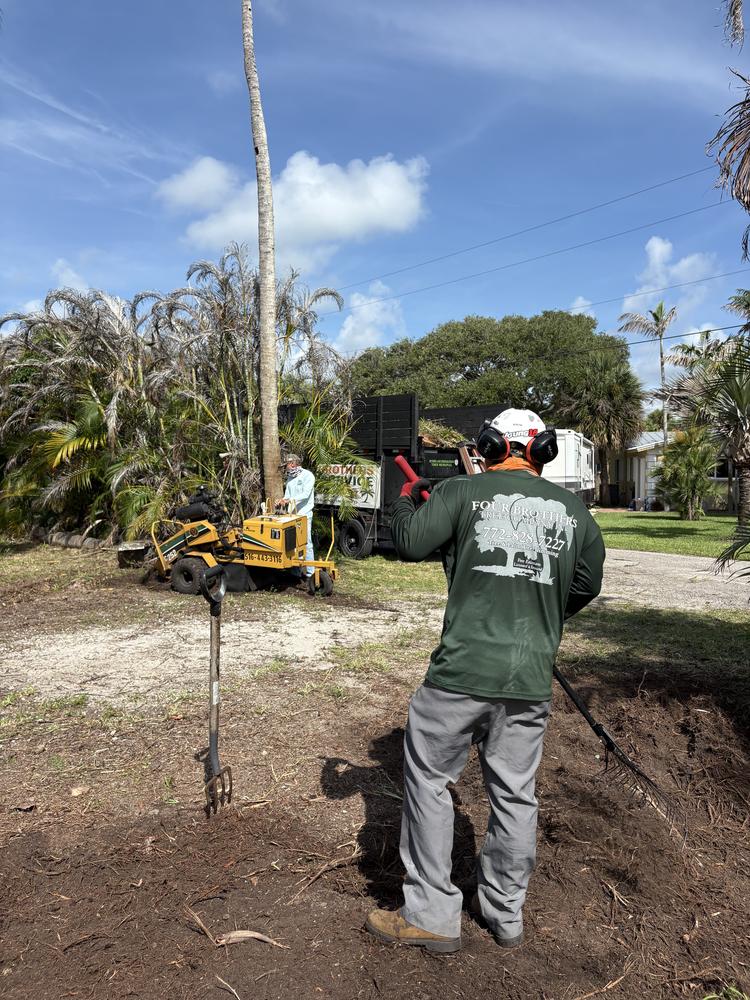 Four Brothers crew grinding a palm stump with a yellow stump grinder while a worker rakes the job site
